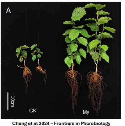 <p>nutrient exchange symbiosis</p><ul><li><p>essential for plant growth and survival</p></li><li><p>assist in uptake of nutrients from soil</p></li><li><p>10-100s of species on a single plant</p></li></ul><p>mykes - fungus</p><p>rhiza - root</p><p>some plants need mycorrhizal fungi to grow</p><p>essential but overlooked component of global diversity</p>