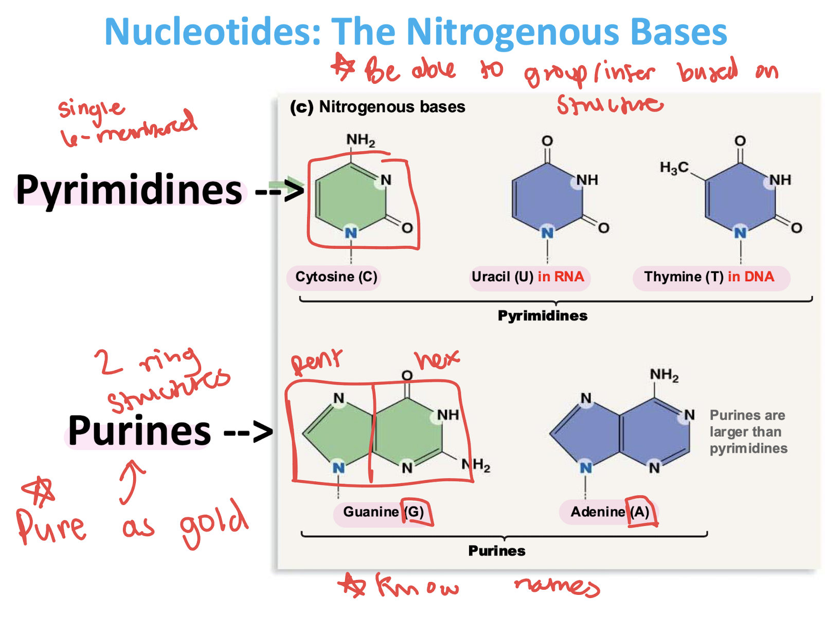 <ul><li><p>Single ring nitrogenous bases </p></li><li><p>Cytosine (C), Uracil (U), Thymine (T)</p></li></ul><p></p>