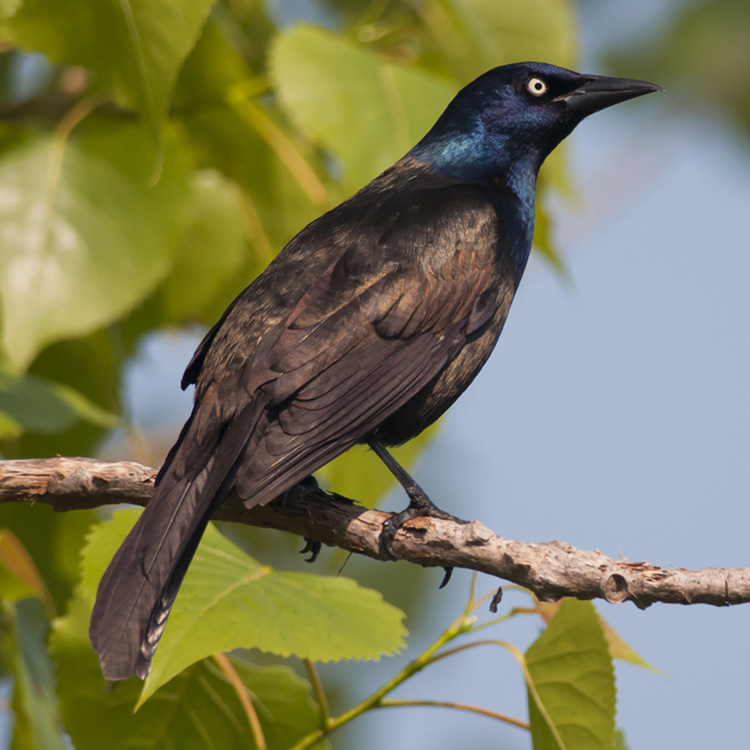 <p>What vertebrate is this?</p>