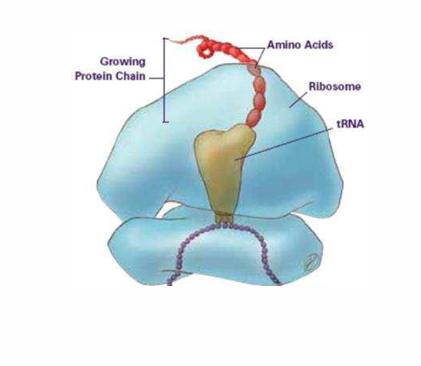 <ul><li><p>Protein</p></li></ul><p></p>