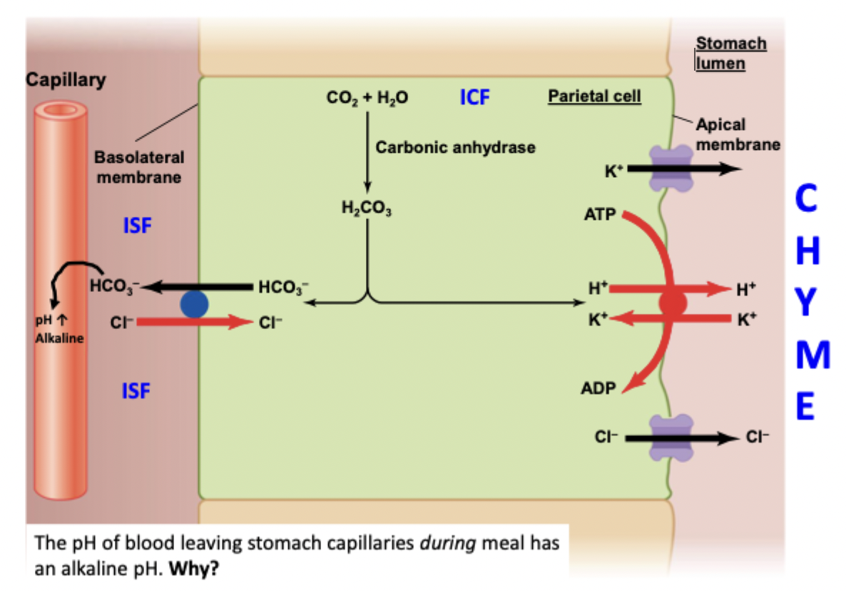 <p>CO2 + H2O makes HCO3- and H+ via carbonic anhydrase</p><ul><li><p>H+ → stomach lumen via K+/H+ ATPase</p></li><li><p>HCO3- → capillary via bicarb/Cl- exchanger</p></li><li><p>Apical has K+ and Cl- leaking out</p></li><li><p>H+ and Cl- meet up in the lumen to make HCl</p></li></ul><p></p>