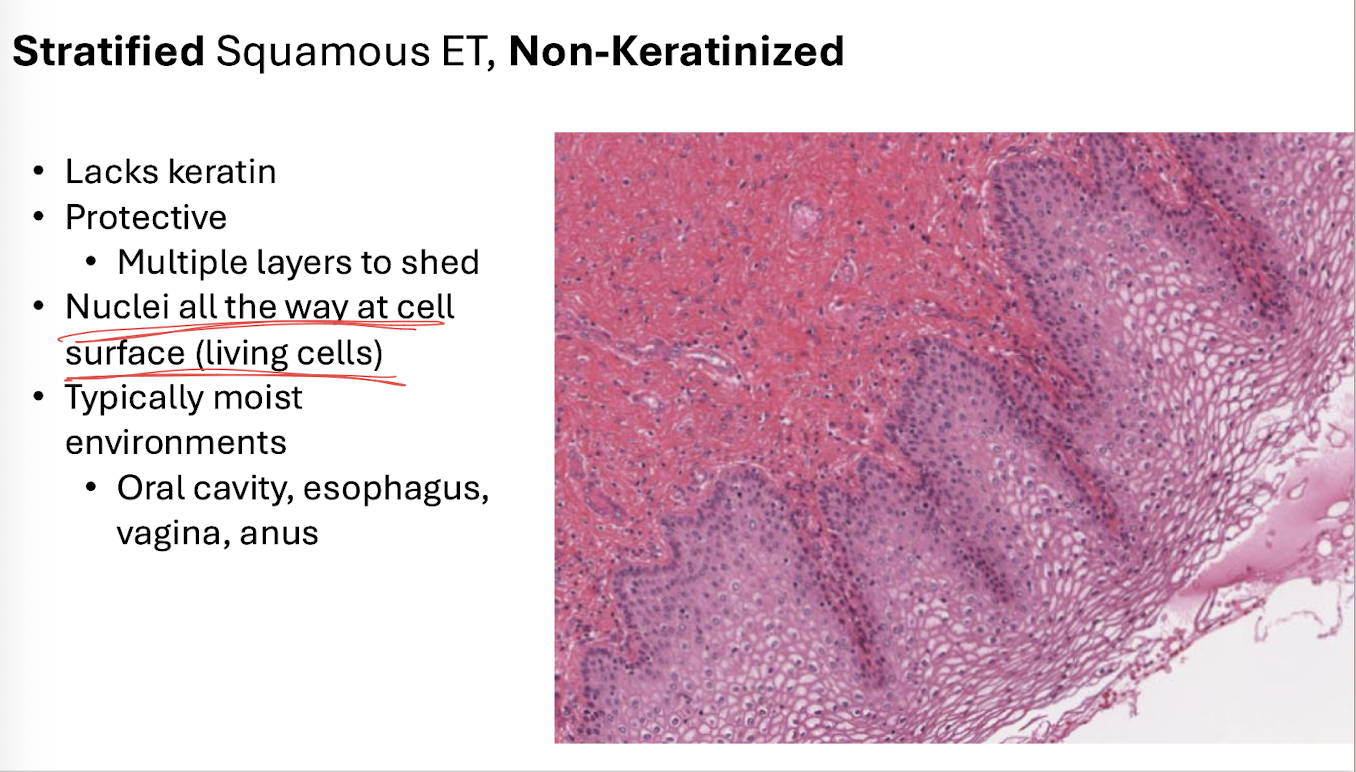 <p>Typically moist environments</p><ul><li><p>Oral cavity, esophagus, vagina, anus</p></li></ul><p></p>