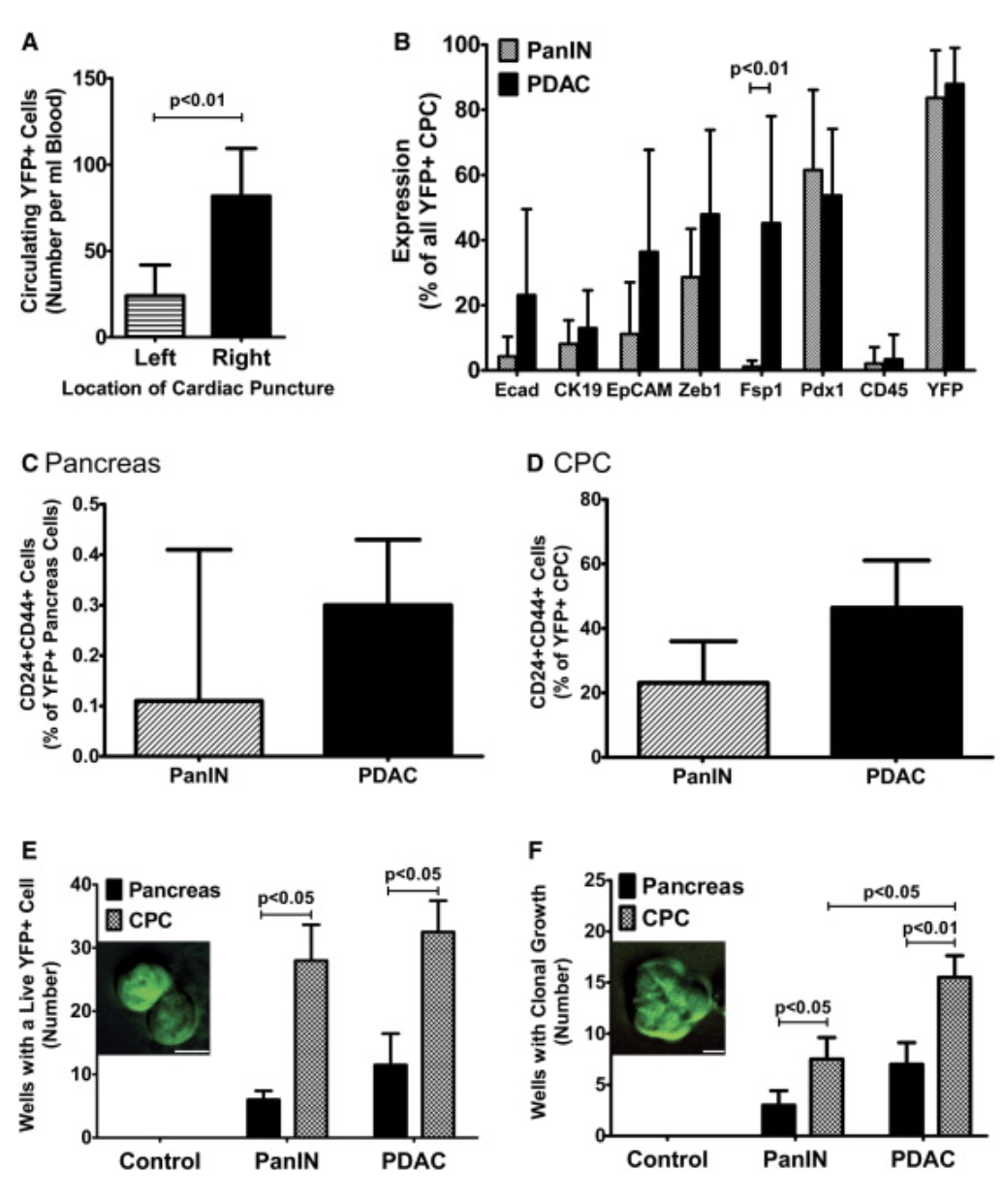 <p>What is EpCAM</p>