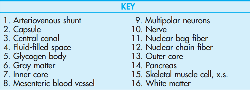 <p><strong>Spinal cord,</strong> Glycogen body, lumbosacral enlargement</p>
