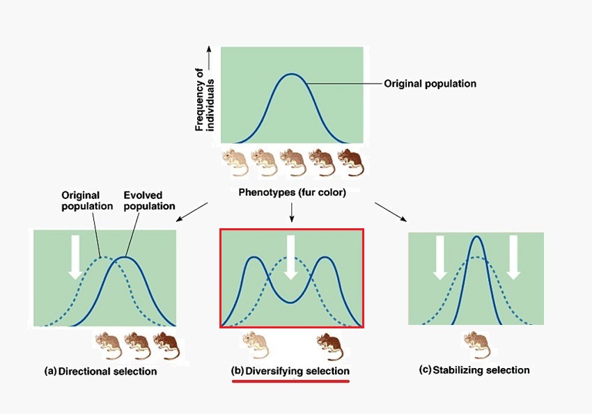<ol><li><p>Directional selection</p></li><li><p>Disruptive selection</p></li><li><p>Stabilising selection </p></li></ol><p></p>
