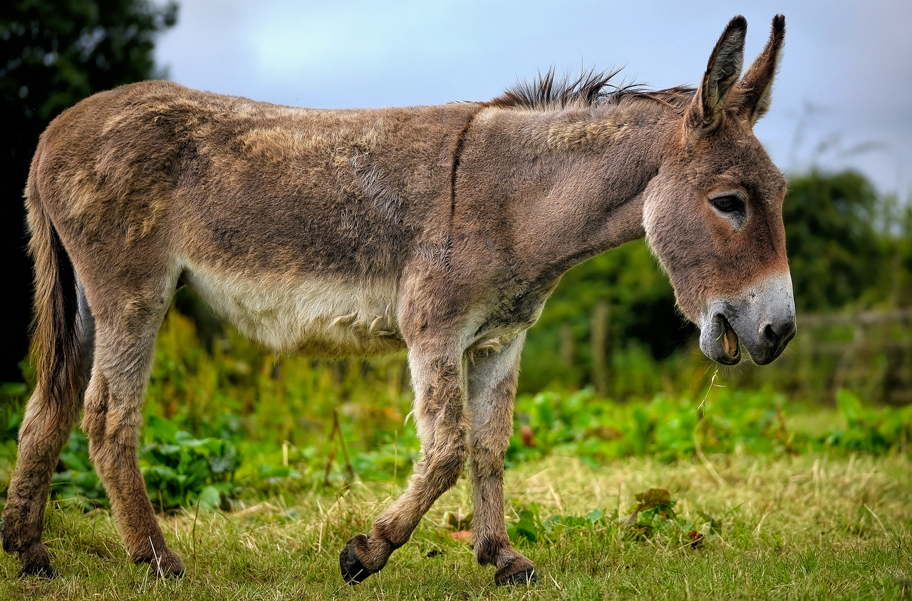 <p>donkey/burro</p>