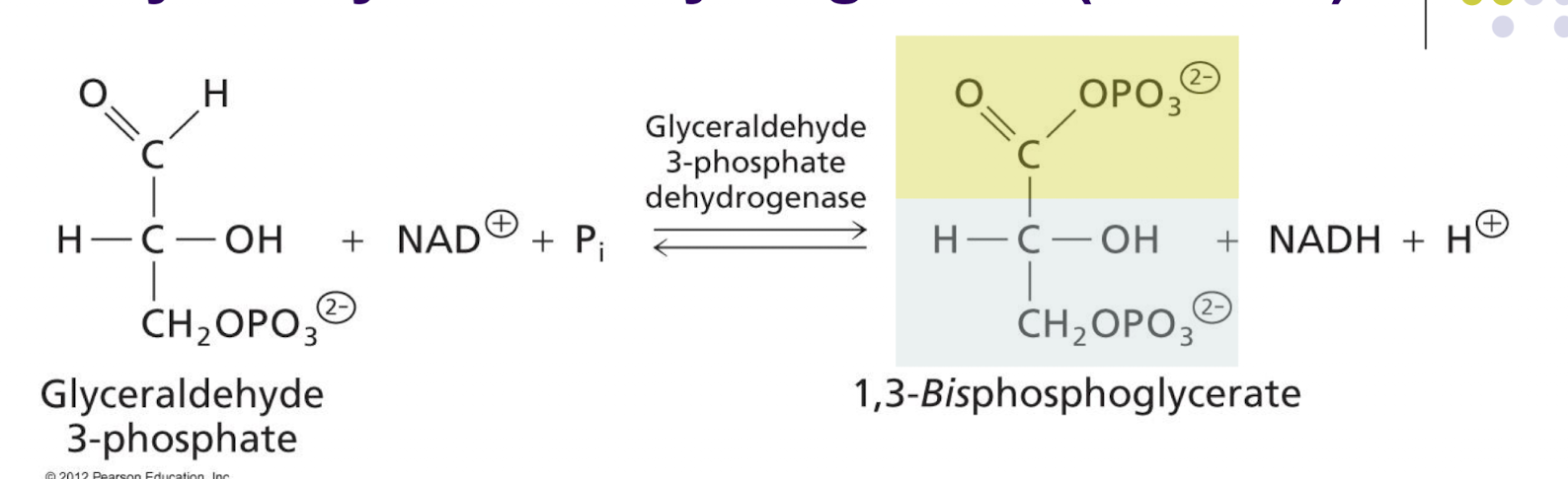 <p>GAP + NAD<sup>+</sup> + P<sub>i</sub> <span data-name="left_right_arrow" data-type="emoji">↔</span> 1,3-BPG + NADH + H<sup>+</sup>. Oxidation, phosphorylation. Energy capture.</p><p>Reversible, free energy change close to 0 (not regulated).</p><p>Each GAP is oxidized by GAPDH, then phosphorylated from a free inorganic phosphate, generating 1,3-bisphosphoglycerate. NAD+ receives 2 electrons as a hydride ion (from GAP) and becomes reduced to NADH+. NADH and 1,3-BPG are both high energy molecules.</p>