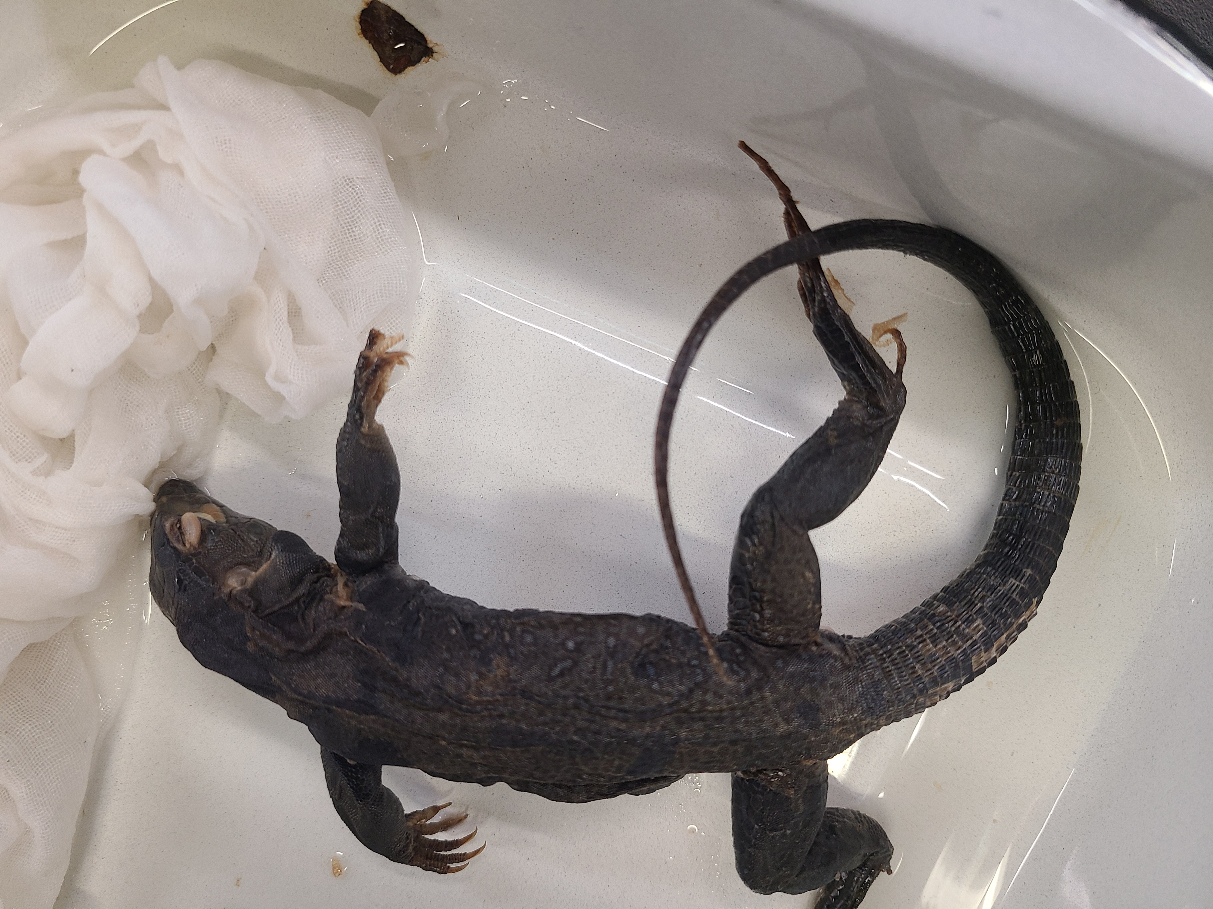 <p>Clade and Family of Ameiva sp.</p>