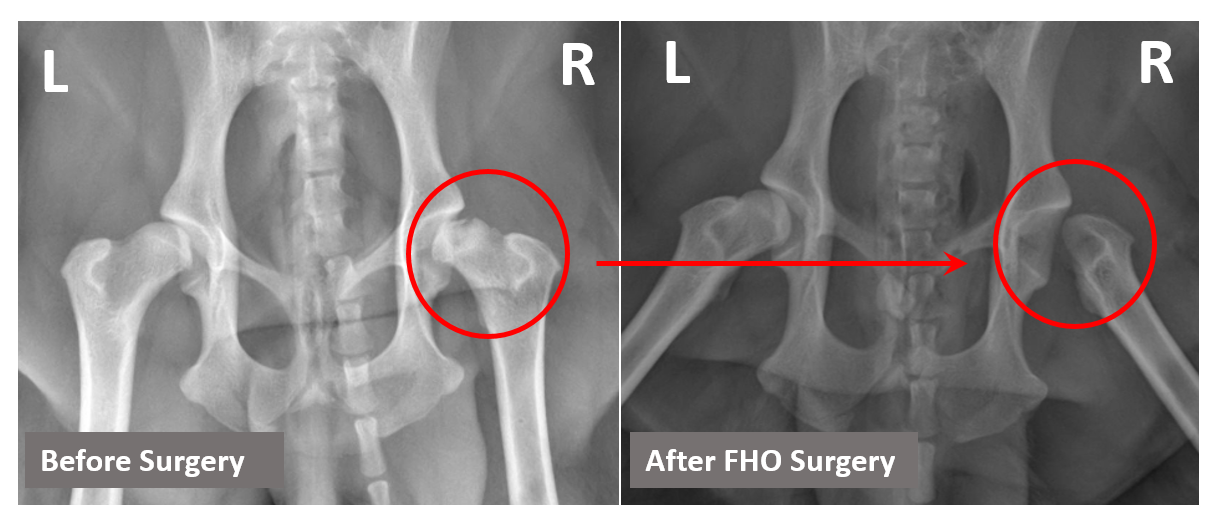<p>Legge-Perthes Radiographic Dx</p>