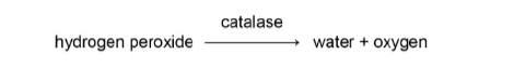 <p>The reaction catalysed by the enzyme catalase. </p><p></p>