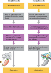 <p>skeletal is intracellular all from SR, smooth is extracellular mostly from ECF</p>