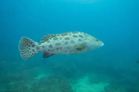 <p>Epinephelus tukula</p>