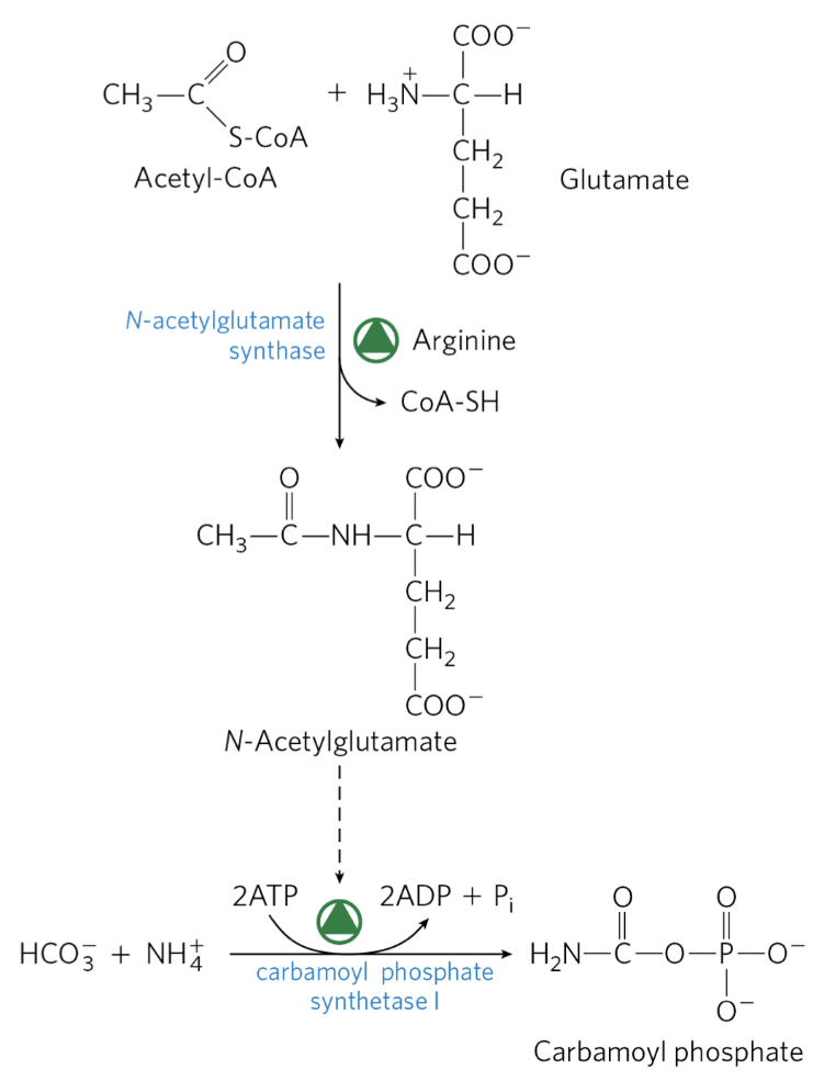 <p>Acetyl-CoA + E → NAG via <strong>N-Acetylglutamate synthase (NAGS)</strong>; Allosterically Activated by R</p><p>NAG allosterically activates CPS-I</p>