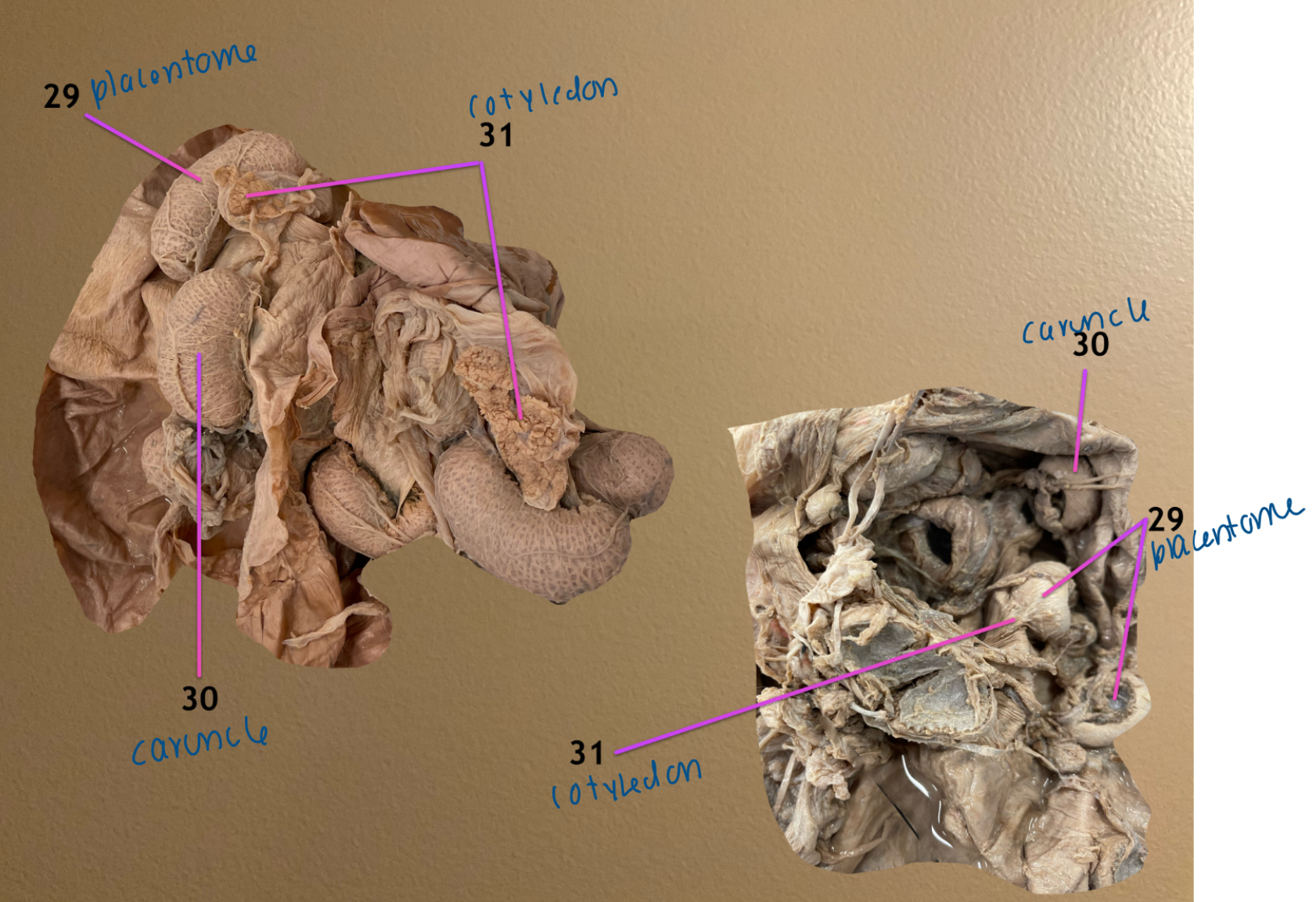 <ol start="29"><li><p>placentome</p></li><li><p>caruncle</p></li><li><p>cotyledon</p></li></ol><p>.</p><p>left: cow</p><p>rt: SR</p>