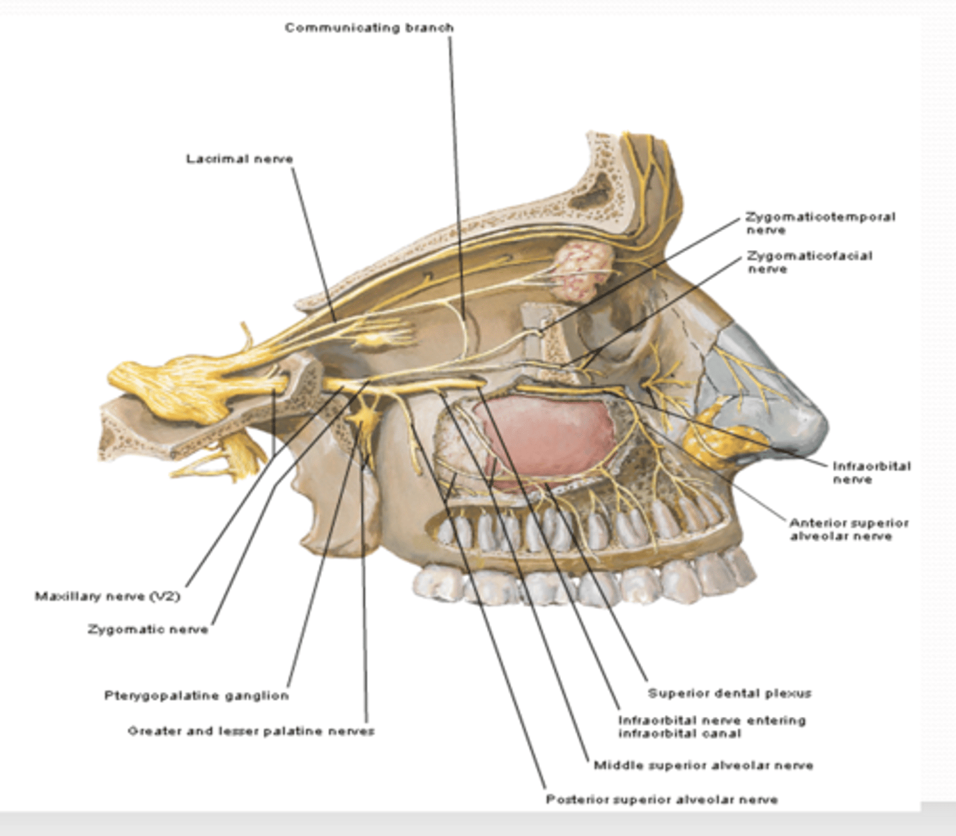 <p>What does the infraorbital nerve innervate? </p>