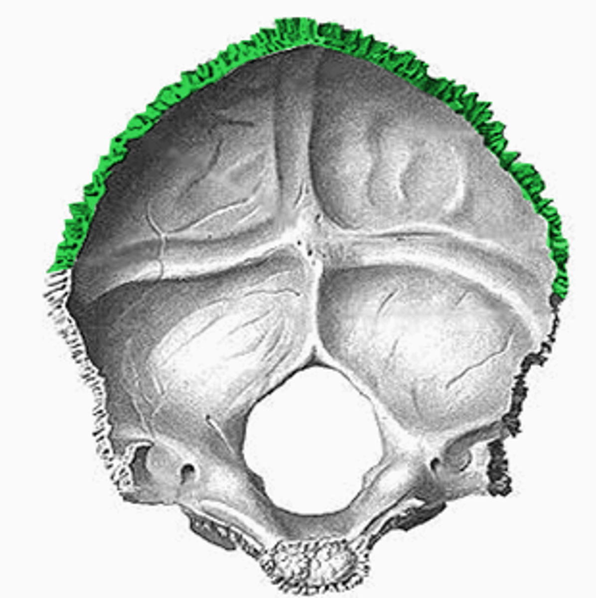 <p>vormen respectievelijk de verbindingen met het os parietale en de pars mastoidea ossis temporalis</p>