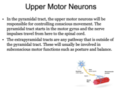 <p>Pyramidal Tract</p>