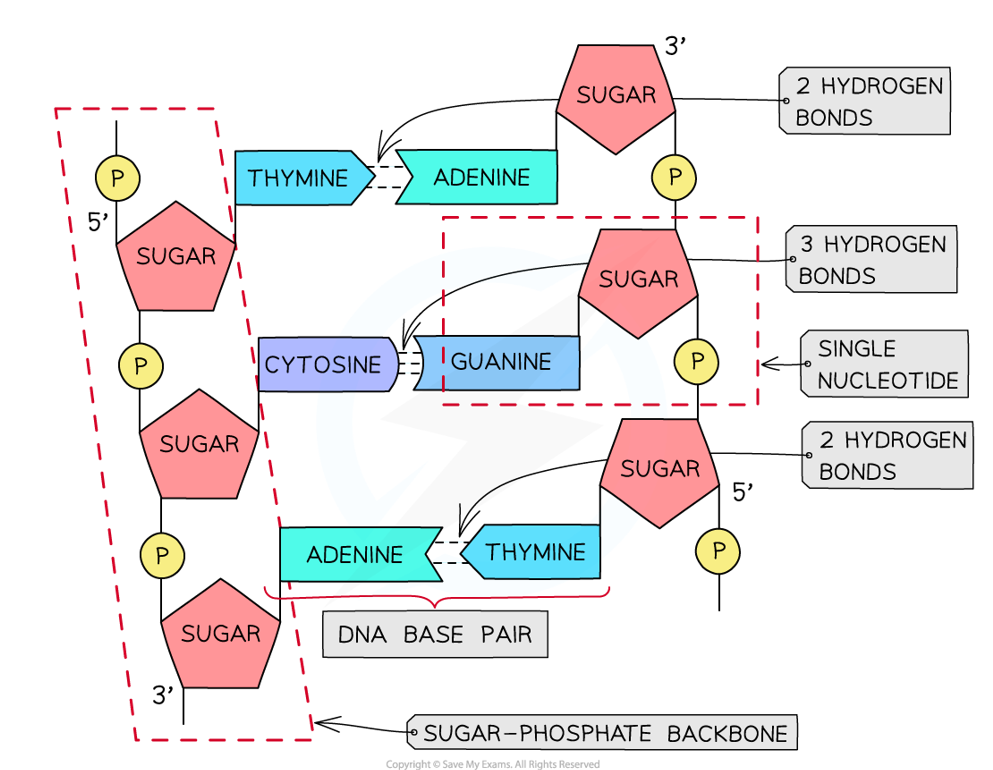 <ul><li><p>Adenine (A) + Thymine (T)</p><ul><li><p>2 hydrogen bonds between</p></li></ul></li><li><p>Guanine (G) + Cytosine (C)</p><ul><li><p>3 hydrogen bonds between</p></li></ul></li></ul><p></p>