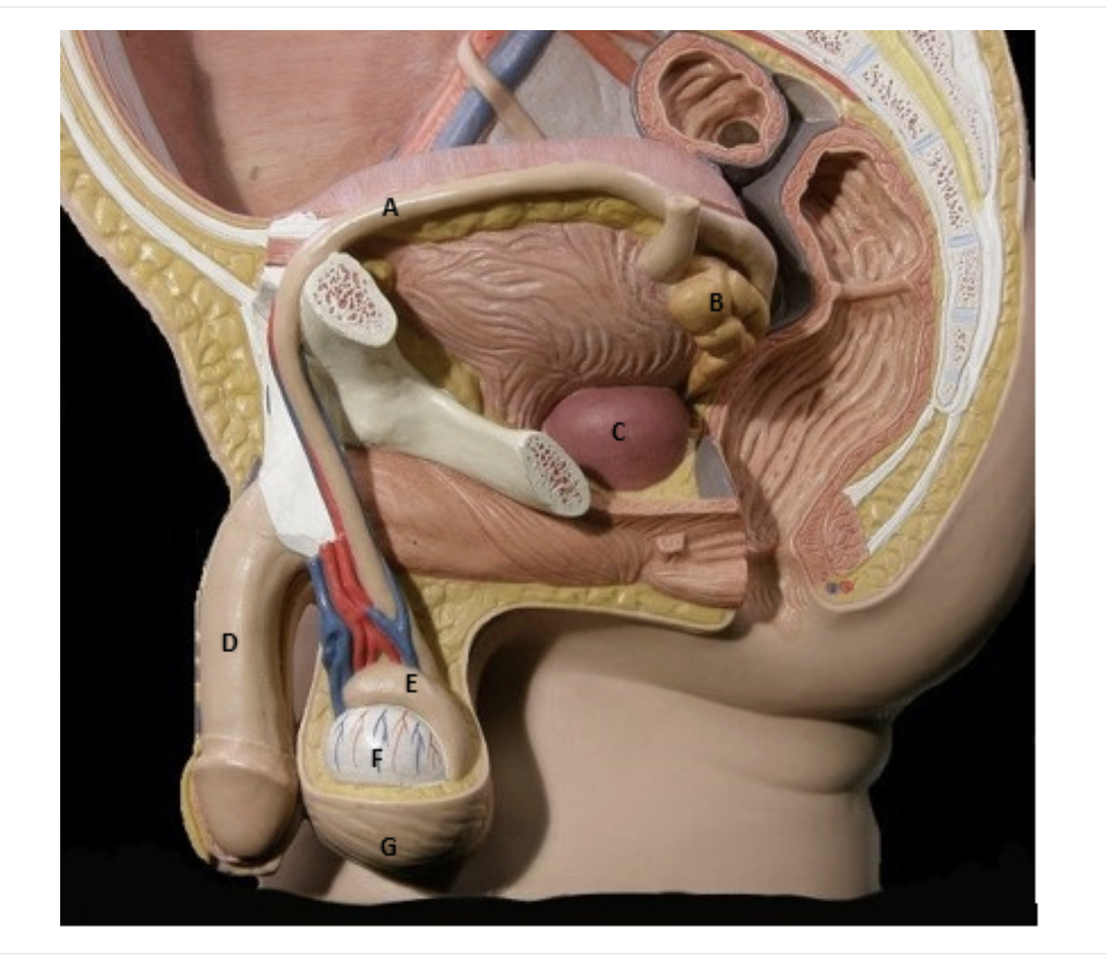 <p>Label these structures of the male reproductive system:</p>