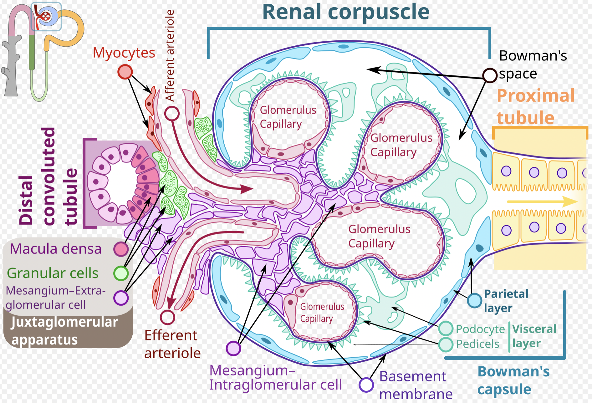 <ul><li><p>glomeruli: waar filtratieprocess plaatsvind, maakt 200L urine per dag</p></li><li><p>arteriële: reguleren hoeveelheid bloed dat door glomeruli gaan</p></li><li><p>tubuli: vocht- + elektrolytenhuishouding</p></li><li><p>urinewegen: afvoer van urine</p></li></ul><p></p>