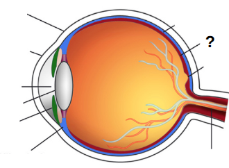 <p>retina</p>