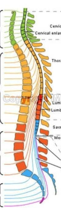 <p>Name the spinal divisions (each color)</p>