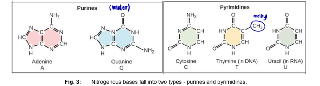 <ul><li><p>nitrogenous base has a nitrogen-containing ring structure</p></li><li><p>2 types: purines &amp; pyrimidines</p></li></ul><p><strong>Purines</strong></p><p>—> 6-membered ring fused to a 5-membered ring</p><p>DNA: Adenine (A) and Guanine (G)</p><p>RNA: A and G</p><p></p><p><strong>Pyrimidines</strong></p><p>—> 6-membered ring</p><p>DNA: Cytosine (C) and Thymine (T)</p><p>RNA: Cytosine (C) and Uracil (U)</p><p></p><p>*pyramid = 1 = single ring</p><p>*<strong><u>P</u></strong>ure <strong><u>A</u></strong>s <strong><u>G</u></strong>old</p><p><strong><u>C</u></strong>ut <strong><u>T</u></strong>he <strong><u>P</u></strong>y</p><p></p><ul><li><p>difference between T and U is the presence of a methyl substituent at the 5-carbon </p></li></ul><p></p>