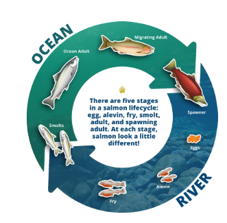 <ul><li><p>By fisheries scientist Steven Hare and colleagues in 1996</p></li><li><p>Noticed connections between Alaskan salmon production cycle/fisheries and the Pacific climate, with a cyclical link</p></li></ul><p></p>