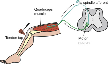 <p><span>Stræk af musklen aktiverer </span><strong>muskeltenens Ia-afferente neuron</strong><span>, som laver en </span><strong>monosynaptisk excitatorisk synapse</strong><span> på et </span><strong>α-motorneuron</strong><span> i rygmarven, hvilket får den samme muskel til at kontrahere.</span></p>