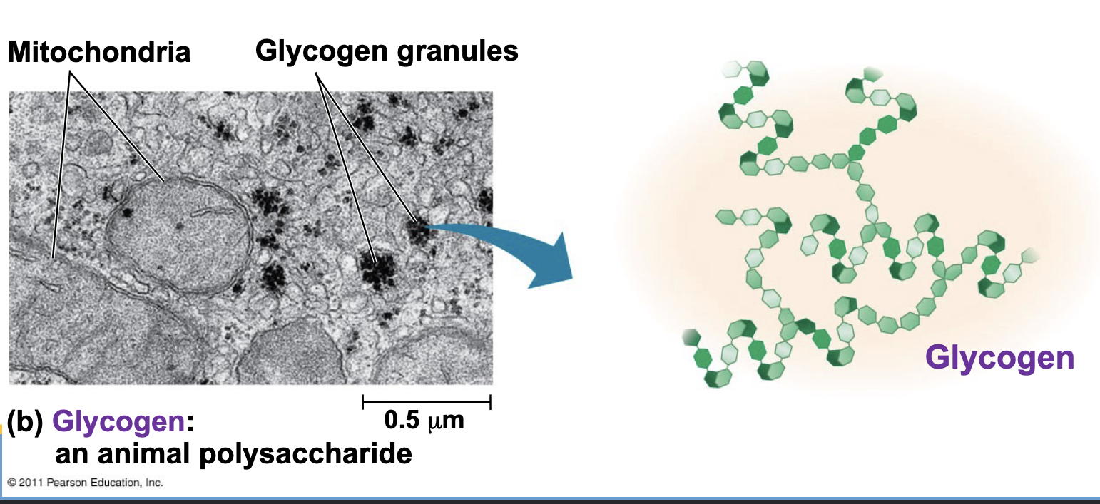 <p>A storage polysaccharide in animals, stored mainly in liver and muscle cells.</p>