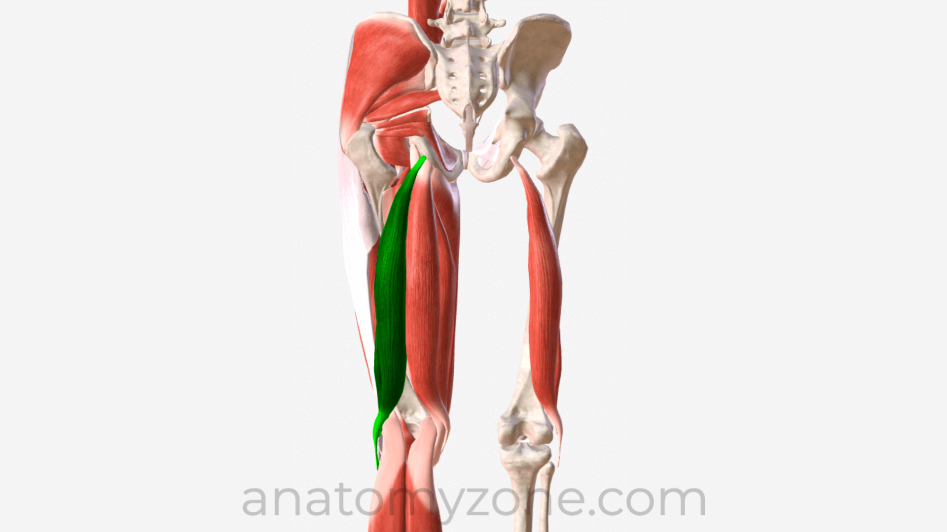 <p>What muscle is this?</p>