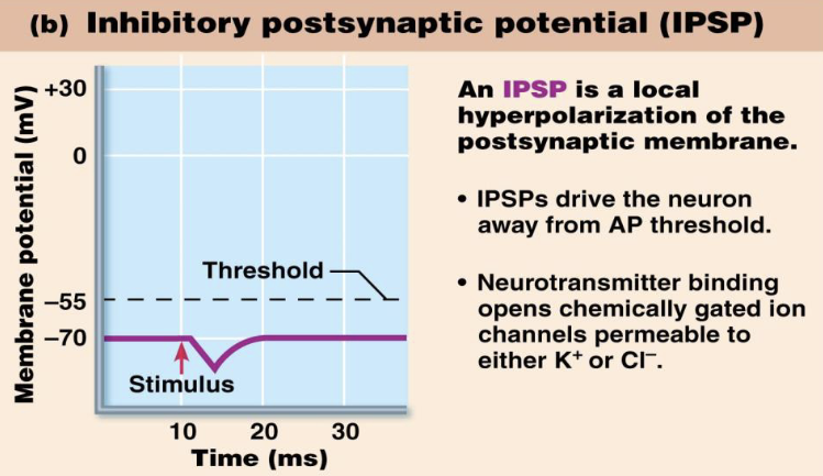 <ul><li><p>What does IPSP stand for?</p></li><li><p>What ion movements occur during an IPSP?</p><ul><li><p>What effect does an IPSP have on the inside of the cell?</p><ul><li><p>Does an IPSP depolarize or hyperpolarize the membrane?</p></li></ul></li></ul></li></ul><p></p>