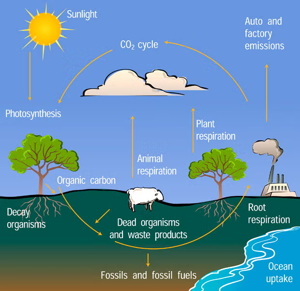 <p>CO2 → photosynthesis → primary producer → up the food chain —. plants/animals die → return carbon to ground → turns into CO2 during decomposition or burned as fossile fuel</p><p>Respiration → CO2 into atmosphere</p><p></p><p><strong>In ocean:</strong></p><p>CO2 dissolved into water creating carbonic acid</p><p>shell making organisms create shells out of calcium carbonate → org die and shells settle to floor → create limestone</p><p>for areas with coral reefs (must be shallower waters), same thing</p><p>Limestone in ocean subducts / undergoes metamorphism → releases CO2 into atmopshere</p>