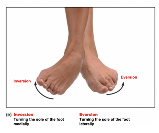 <p>Turns sole medially</p>