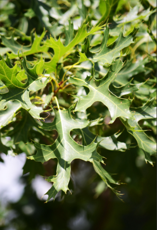 <p>Northern Pin Oak</p>