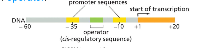 <ul><li><p>binding by RNA polymerase</p><ul><li><p>Trap gene expression is on</p></li></ul></li><li><p>Bound by the tryptophan repressor protein (blocks the promoter access for DNA polymerase for transcription)</p><ul><li><p>Gene expression is off</p></li></ul></li><li><p>If the trip repressor binds to a specific DNA sequence of the promoter called the operator</p></li><li><p>A cis regulatory sequence</p></li><li><p>Numbering for sequencing</p><ul><li><p>+ is the RNA nucleotides being made</p></li><li><p>- before where the transcription begins</p></li></ul></li></ul><p></p>