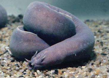 <p>The common name of this organism is _______ and it belongs to class ________.</p>