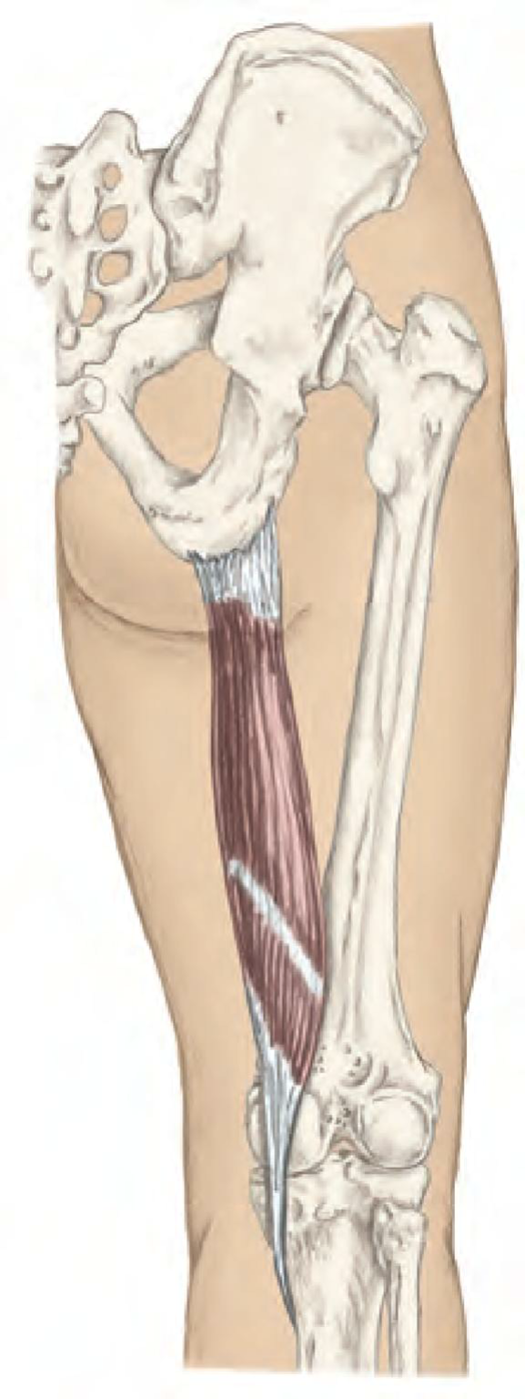<p>Action: Flex the knee, medially rotate the flexed knee, extend the hip, tilt the pelvis posteriorly</p><p>Origin: Ischial tuberosity</p><p>Insertion: Proximal, medial shaft of tibia at pes anserinus tendon</p><p></p>