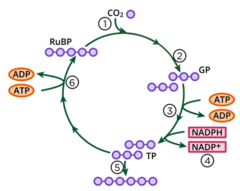 <p>I.E the calvin cycle</p>
