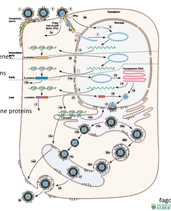 <p>Early/first = <strong><em><u>transcriptional activator of genes</u></em></strong></p><ul><li><p>these trancripts make proteins needed later in synthesis</p></li></ul><p>Late = <strong><em><u>capsid assembly + membrane proteins</u></em></strong></p><p></p>