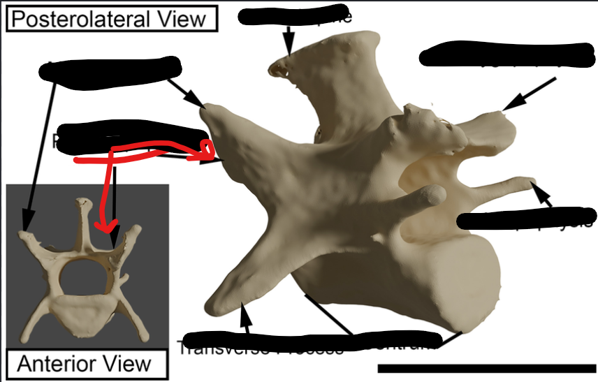 <p>A pair of articular processes projecting from the posterior end of the neural arch that articulate with prezygapophyses.</p>