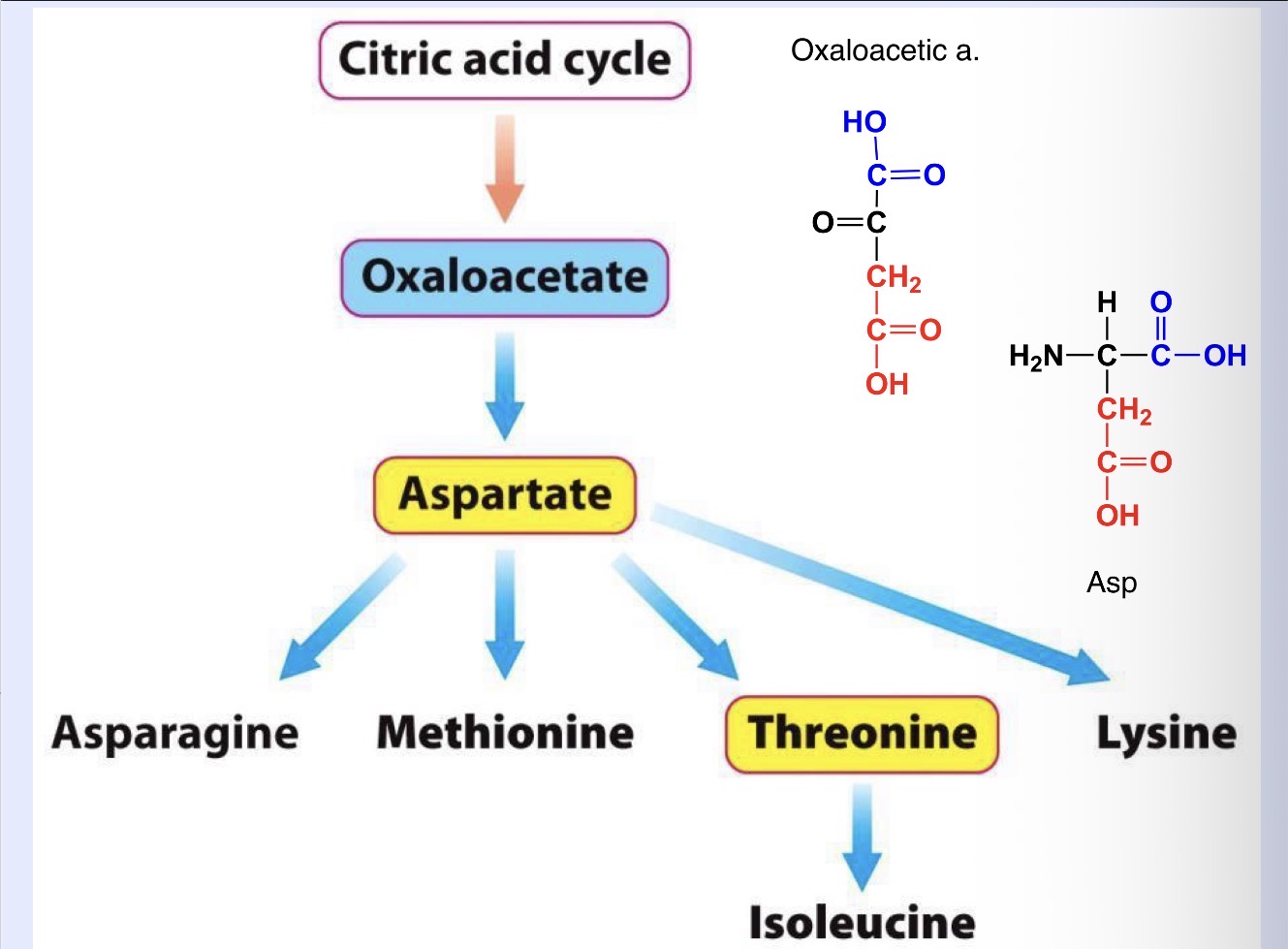 <p>Aspartate, asparagine, methionine, threonine → Isoleucine, lysine</p>