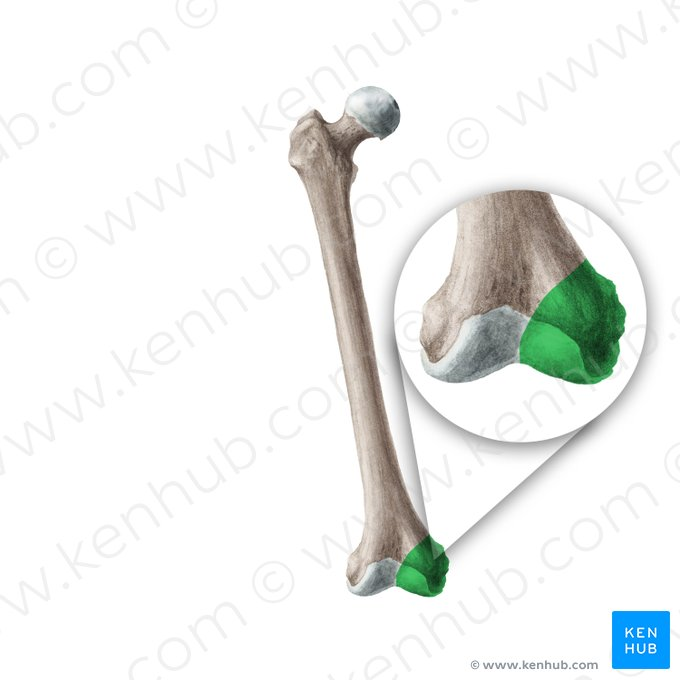 <p>rounded, articular surface located on the distal end of the femur, which articulates with the tibia at the knee joint.</p>