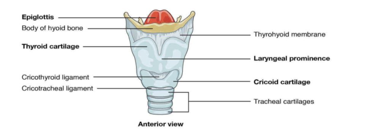 <p>composed of elastic cartilage, is a plate-like structure that</p><p>closes the opening of the larynx (called the glottis) during swallowing</p>