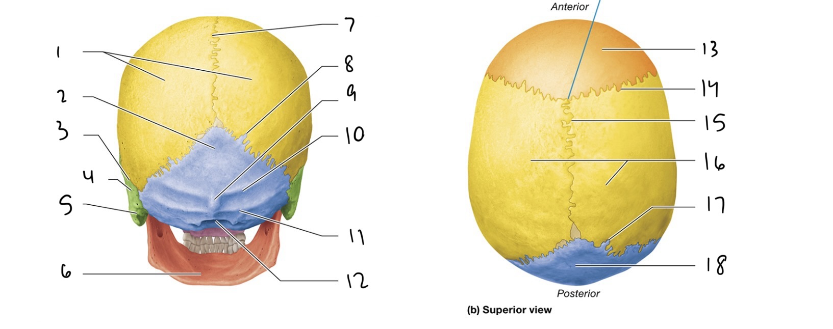 <p>7</p>