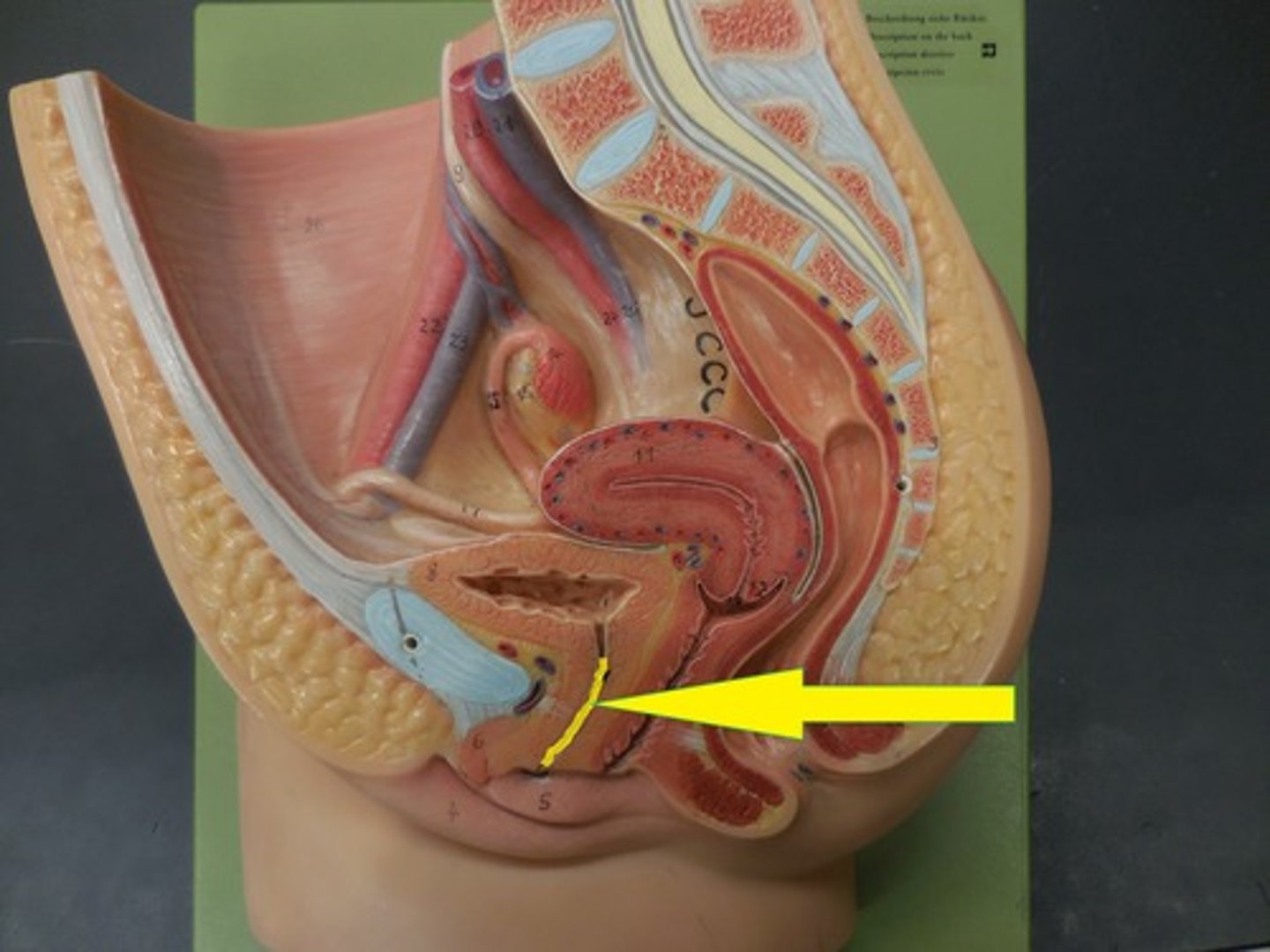 <p>Duct through which urine and sperm is discharged.</p>
