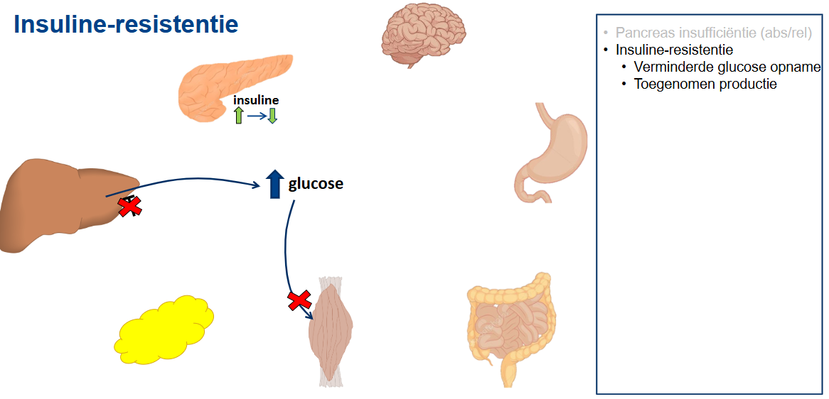 <ul><li><p><strong>Absolute insufficiëntie:</strong> er is een absoluut tekort aan insuline.</p></li><li><p><strong>Relatieve insufficiëntie:</strong> er wordt nog wel insuline geproduceerd, maar de hoeveelheid is onvoldoende in verhouding tot de behoefte van het lichaam.</p></li><li><p>De pancreas speelt hierbij een centrale rol omdat deze insuline produceert.</p></li><li><p>Insuline is belangrijk voor de regulatie van de bloedglucose.</p></li><li><p>Wanneer de pancreas onvoldoende insuline kan leveren, raakt de glucoseregulatie verstoord en kan de bloedglucose stijgen.</p></li></ul><p></p>