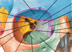 <p>What bone makes up the superior wall (roof) of the orbit?</p>