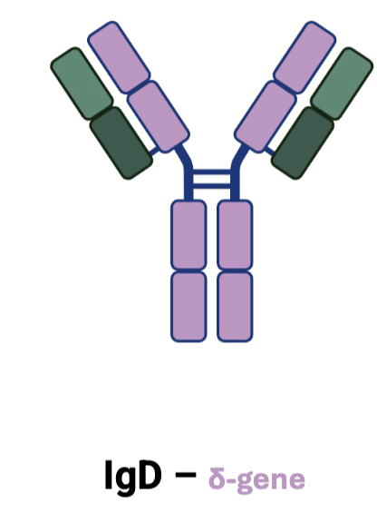<p>IgD</p>