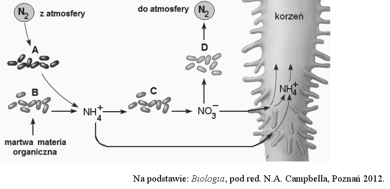 <p>dlaczego procesy przeprowadzone przez bakterie oznaczone na schemnacie literą są korzystne dla roślin </p>